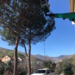 operatore alberi
